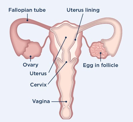 órganos reproductores femeninos