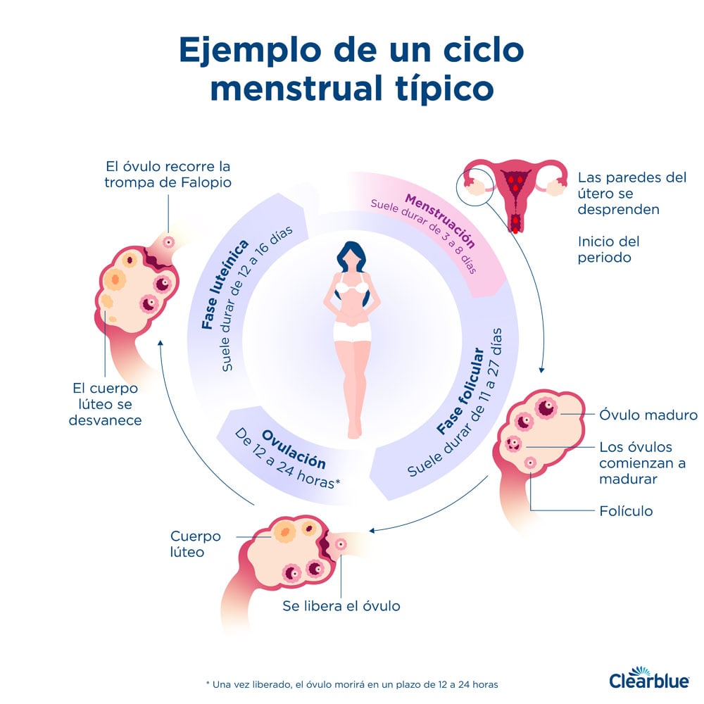 dura un ciclo menstrual? | Clearblue